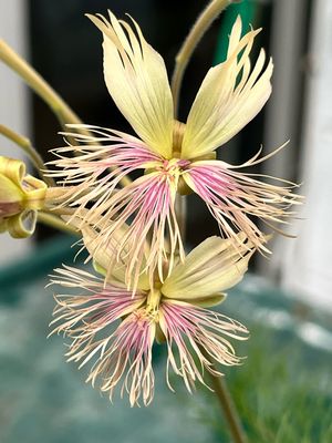 Pelargonium bowkeri