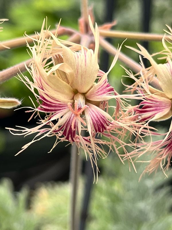 Pelargonium bowkeri silver leaf