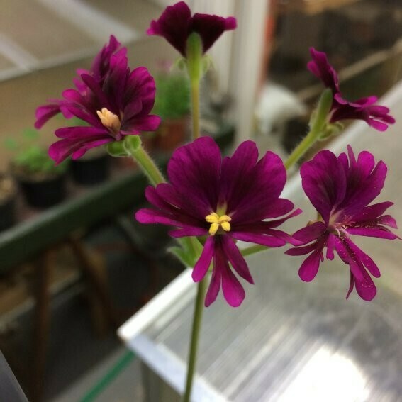 Pelargonium Brigitte Stisser