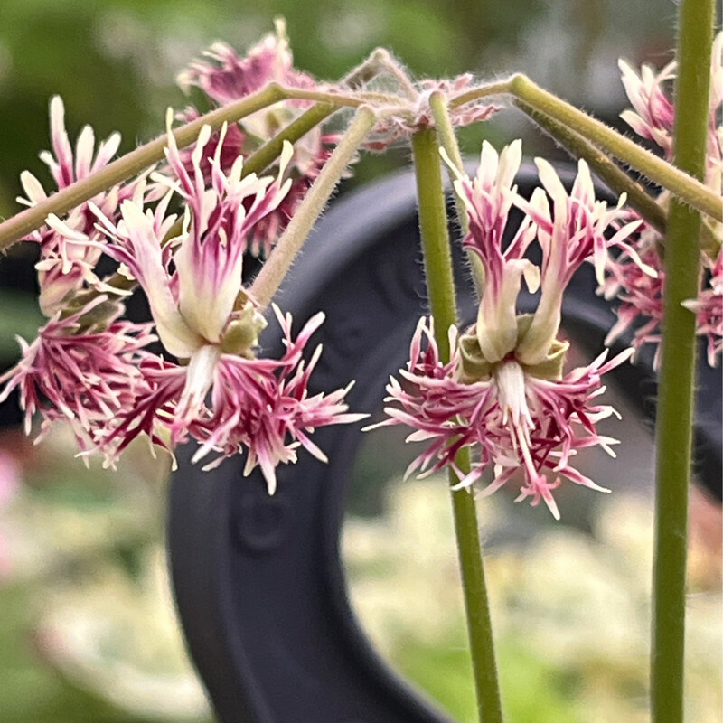 Pelargonium caffrum Raspberry Red