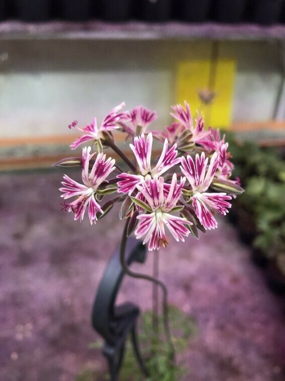 Pelargonium 'Petide Pink' ‍