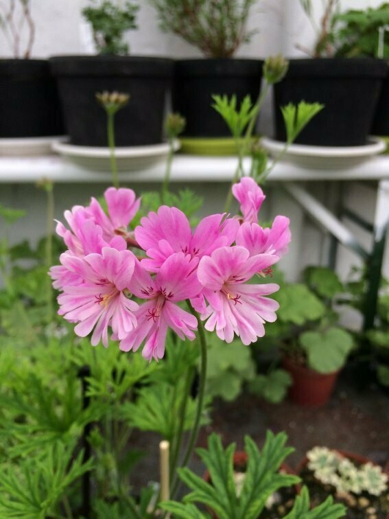 Pelargonium caffrum X Diana