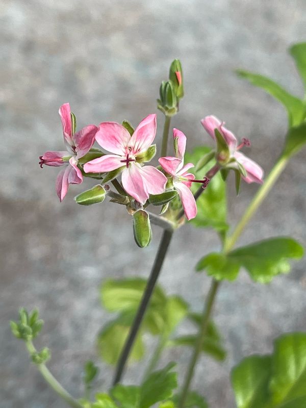Pelargonium carnosum Var.1