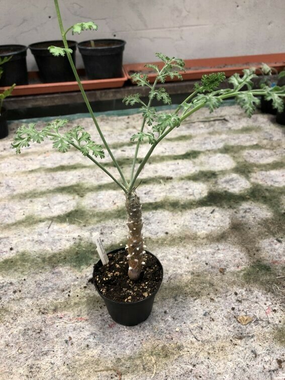 Pelargonium carnosum ssp. ferulaceum