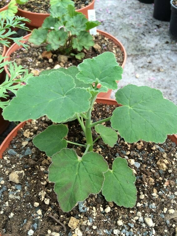 Pelargonium caylae