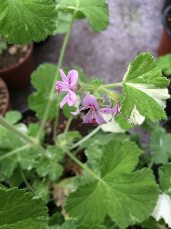 Pelargonium Charmay Snowflurry