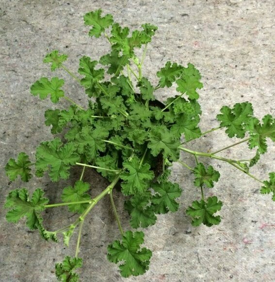 Pelargonium Chocolate Peppermint