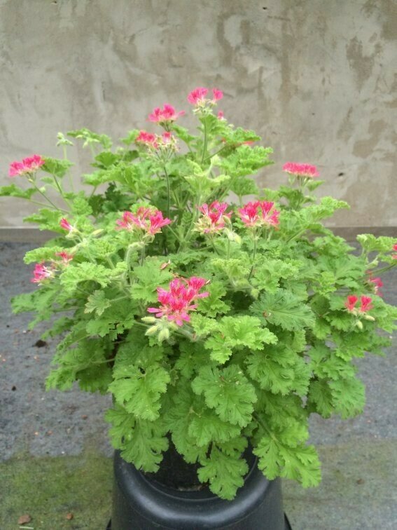 Pelargonium Concolor Lace