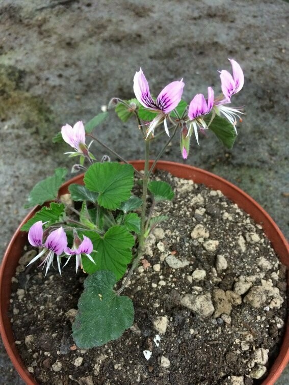 Pelargonium cordifolium