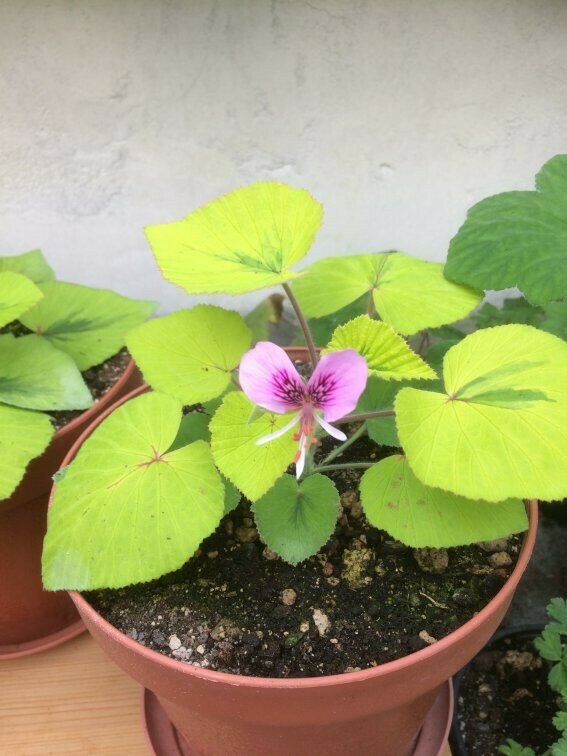 Pelargonium cordifolium ‘Caroline’s Citrine’