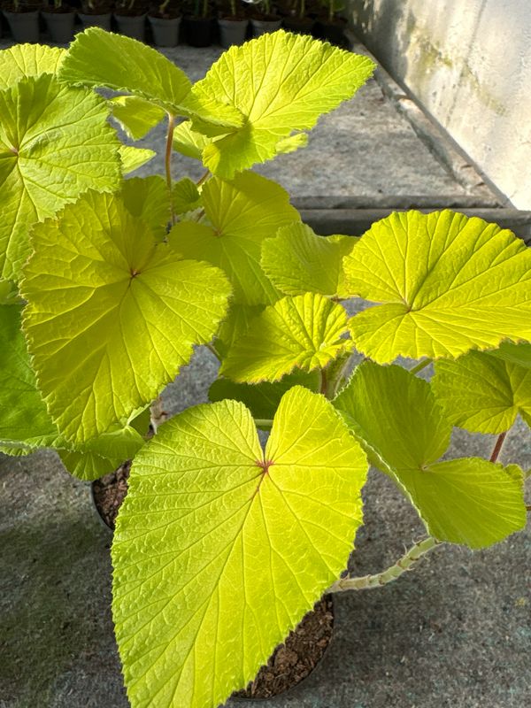 Pelargonium cordifolium ‘Donn's Goldstrike’