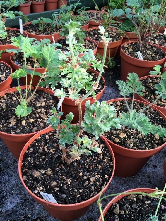 Pelargonium cortusifolium x sericifolium