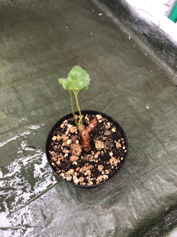 Pelargonium crassicaule