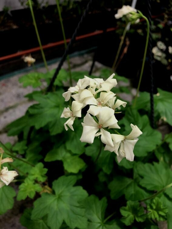 Pelargonium 'Creamery'
