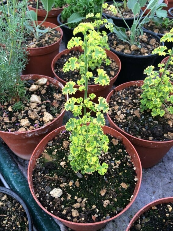 Pelargonium crispum Cy's Sunburst
