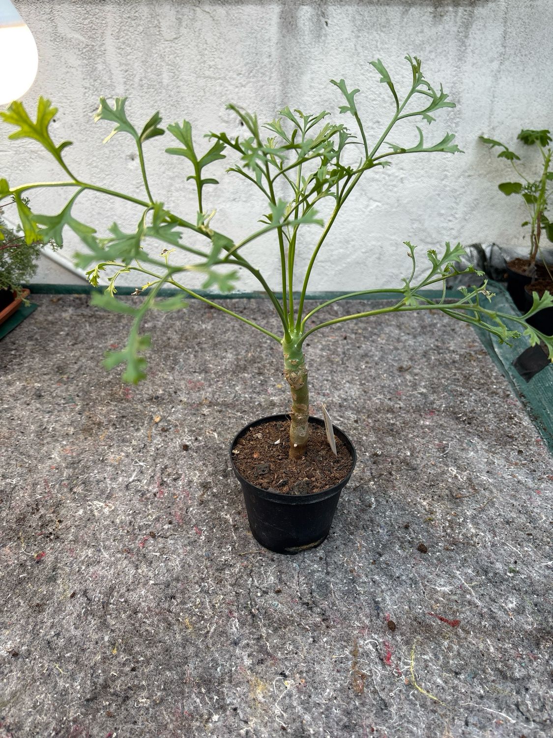 Pelargonium crithmifolium