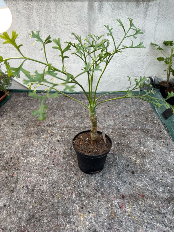Pelargonium crithmifolium