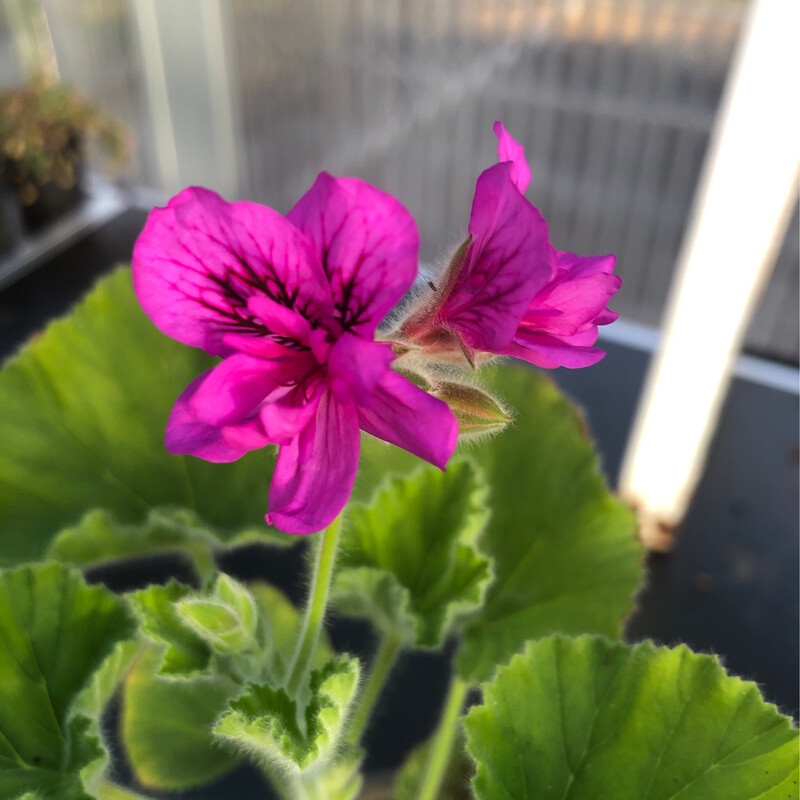 Pelargonium cucullatum Flore Plenum