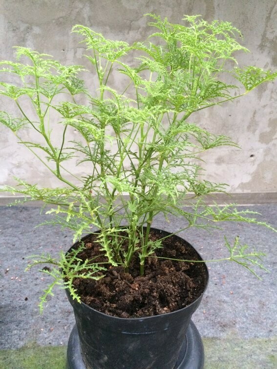 Pelargonium denticulatum var. filicifolium