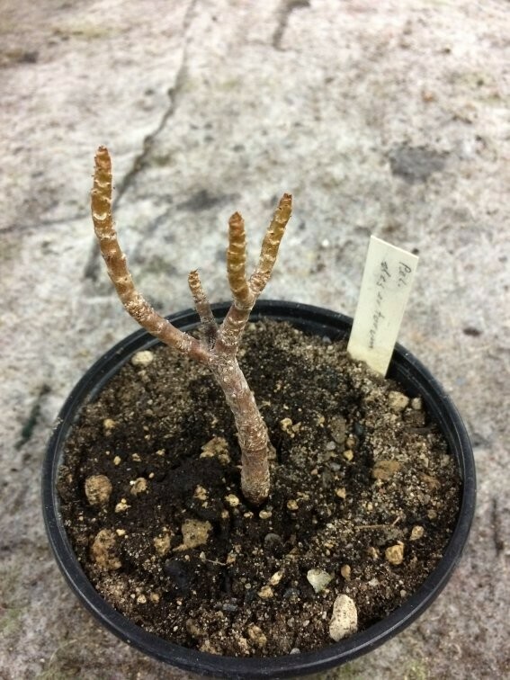 Pelargonium desertorum