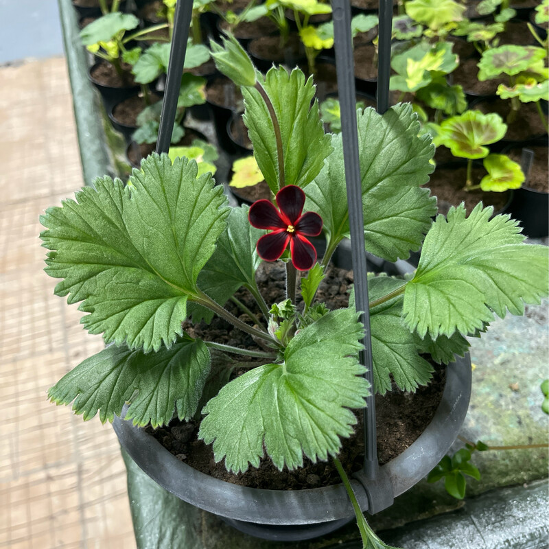 Pelargonium Dieter Stegmeier
