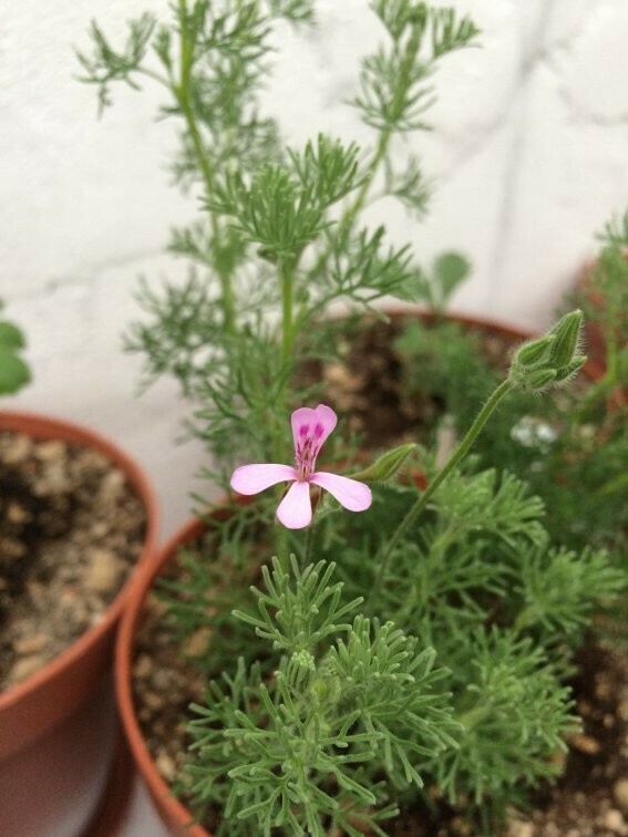 Pelargonium divaricatum