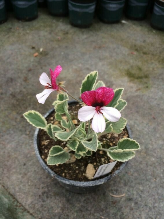 Pelargonium Dreamland