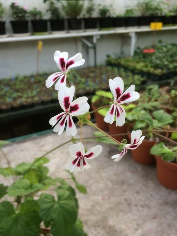 Pelargonium echinatum Atomic Five Spots