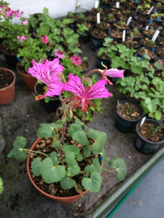 Pelargonium endlicherianum