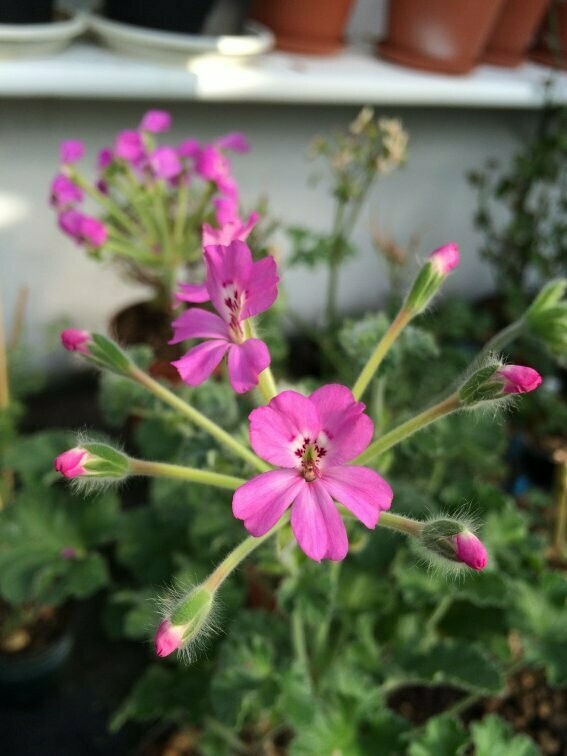 Pelargonium ERAs Epsilon