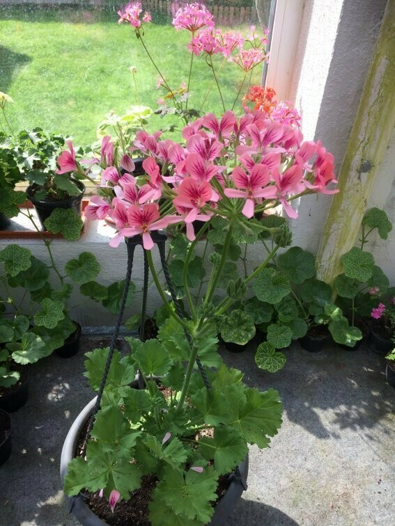 Pelargonium ERAs Halo