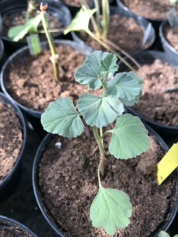 Pelargonium exstipulatum