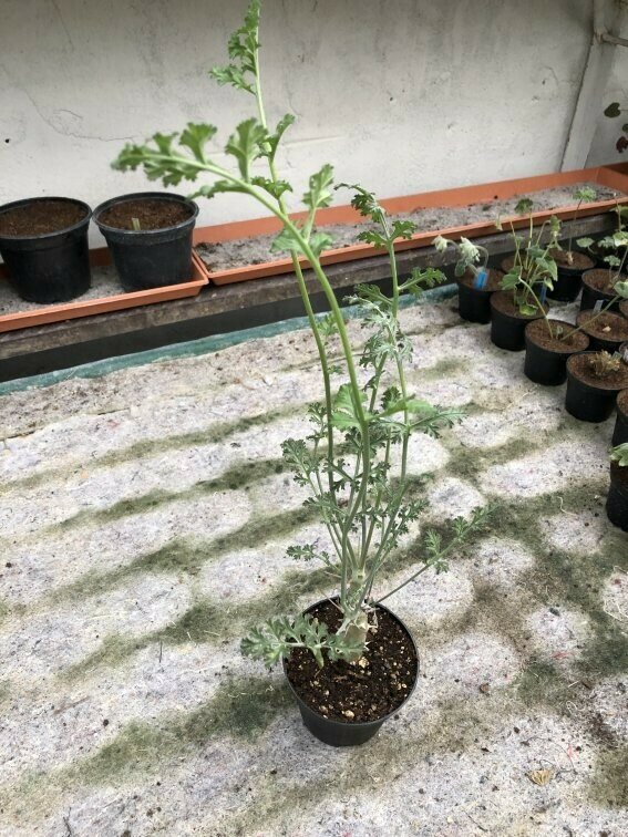Pelargonium ferulaceum
