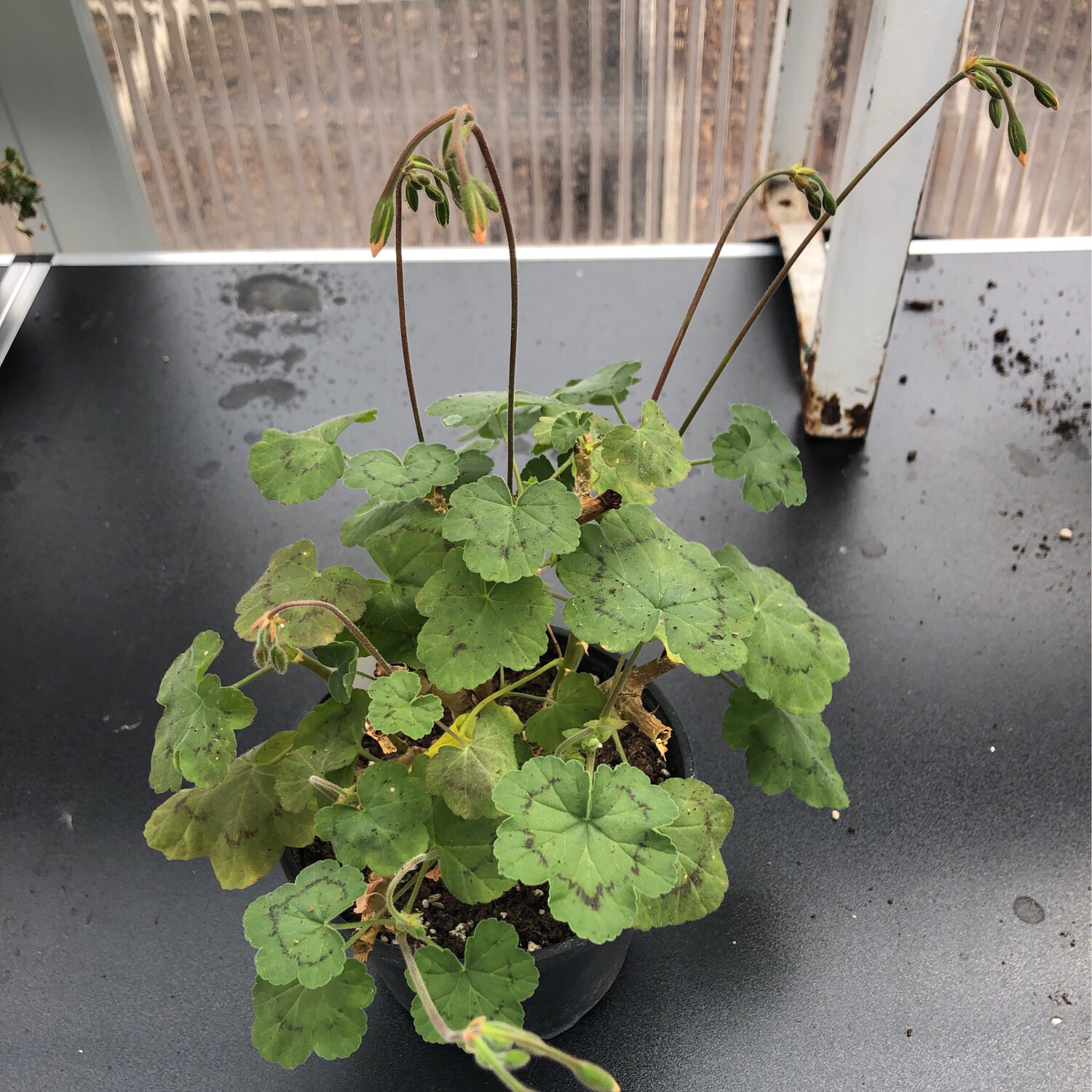 Pelargonium frutetorum