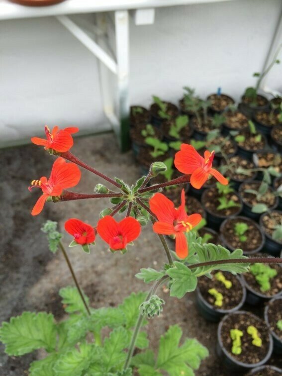 Pelargonium fulgidum