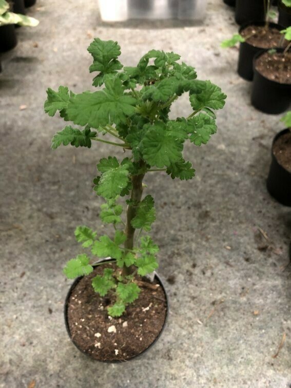 Pelargonium fulgidum Coral Pink