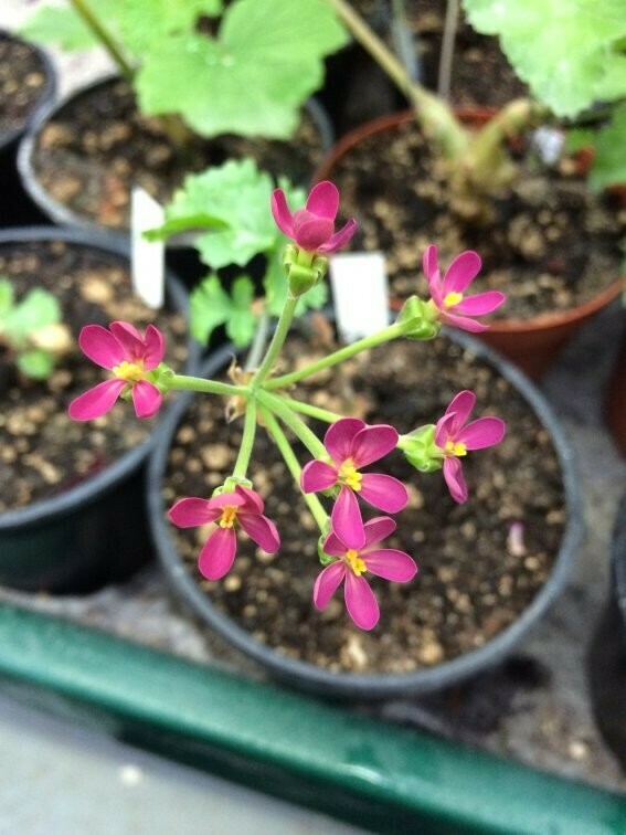Pelargonium Gibbosina Purple