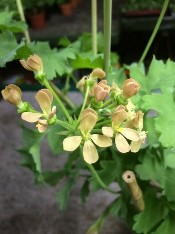 Pelargonium gibbosum