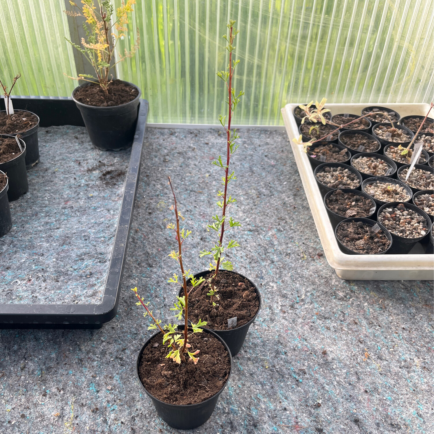 Pelargonium grandicalcaratum