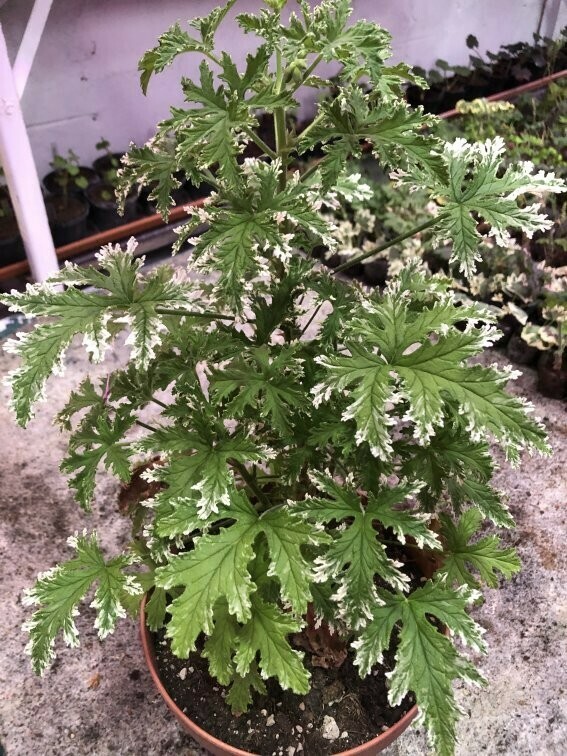 Pelargonium graveolens 'Fragrant Frosty'