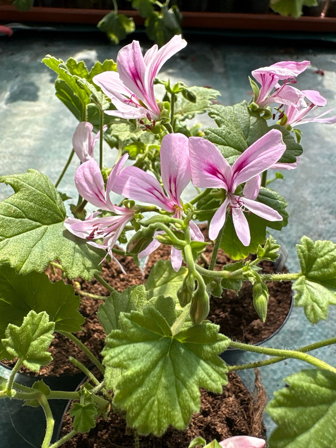 Pelargonium greytonense