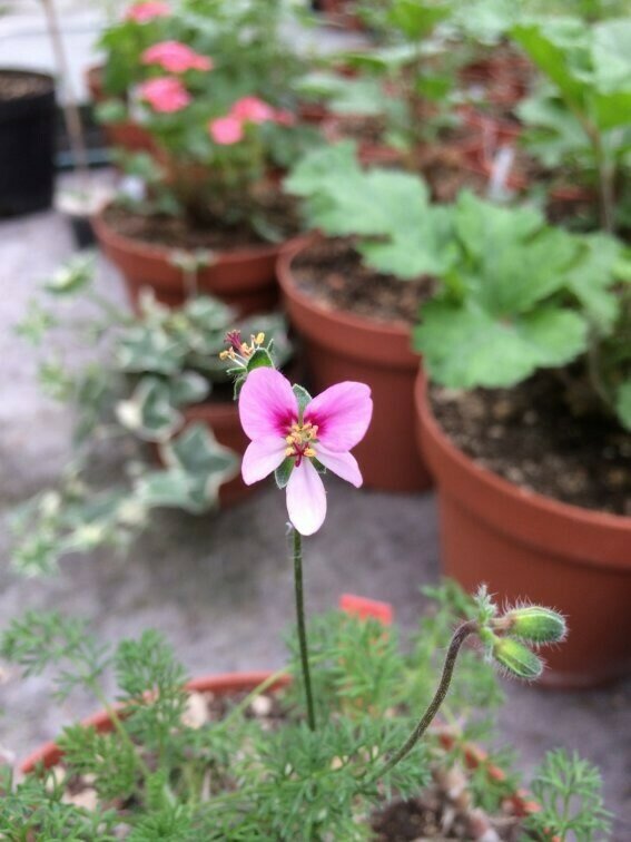 Pelargonium hirtum