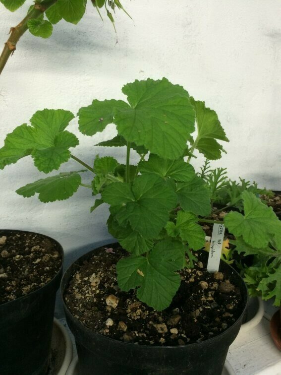Pelargonium hispidum Oudtshoorn