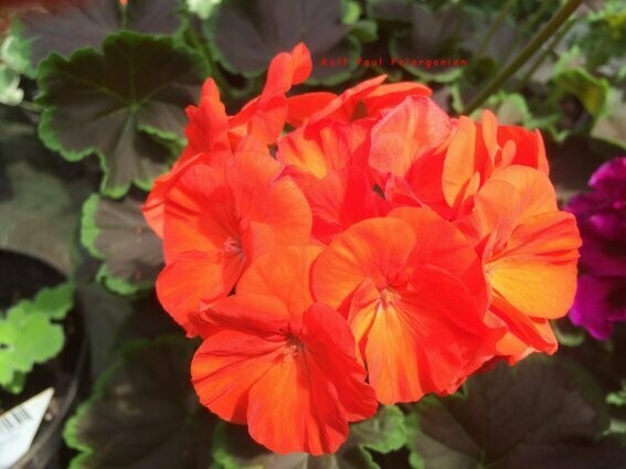 Pelargonium hortorum Black Velvet Scarlet