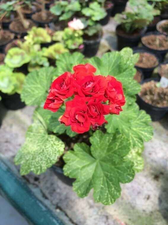 Pelargonium hortorum Bornholm