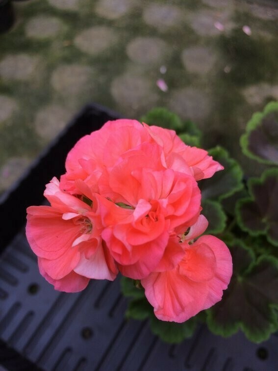 Pelargonium hortorum Brocade Salmon Night