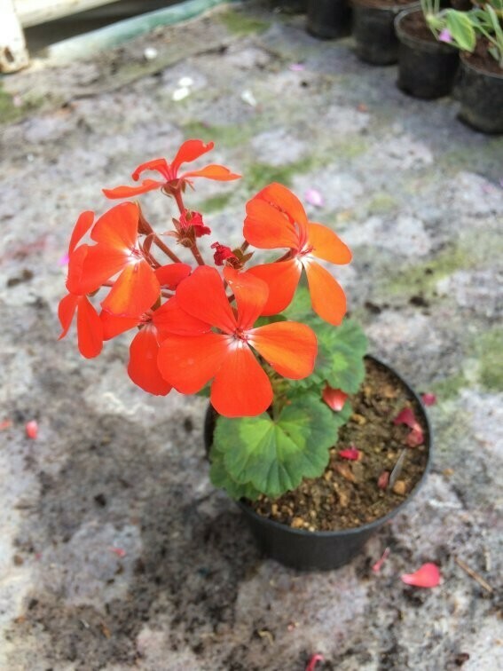 Pelargonium hortorum Butler