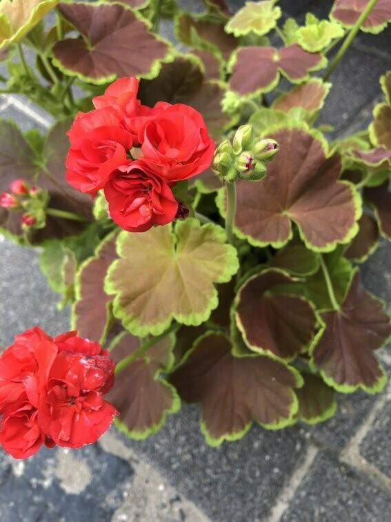 Pelargonium hortorum Caramel Red
