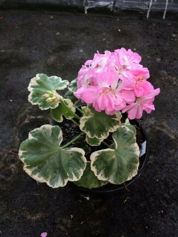 Pelargonium hortorum Chelsea Gem