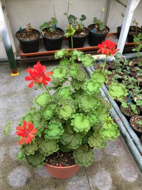 Pelargonium hortorum Distinction